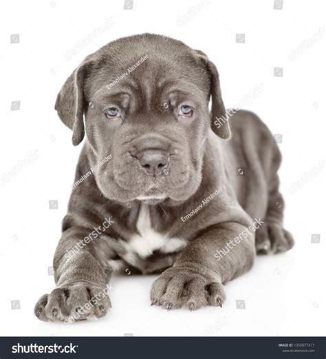 Welpe Mastiff Jong Puppy Van Fila Brasileiro (Braziliaanse Mastiff)