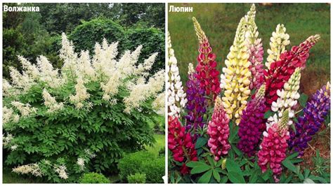 Многолетние теневыносливые цветы для сада цветущие все лето