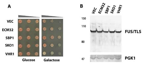 Expression Of Ecm Sbp Sko And Vhr Rescues Fus Tls Toxicity