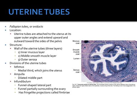 Chapter 32 Female Reproductive System Ppt Download