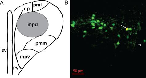 Identification Of Recorded CRH Neurons In Hypothalamic PVN Region A