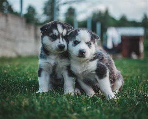 The Rottweiler Husky Mix - AKA, the Rottsky | Labrottie.com