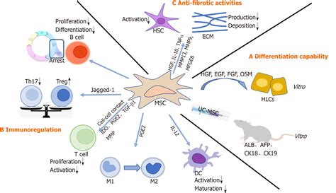 Current Understanding Of Mesenchymal Stem Cells In Liver Diseases