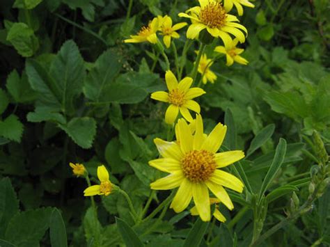 Florabroadleaf Arnica Hiking In Portland Oregon And Washington