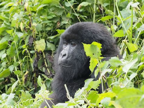 Mountain Gorillas in Rwanda Stock Photo - Image of nature, rwanda ...