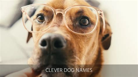 Ultimate List of the Top 400+ Funny Dog Names - Hilarious, Witty, Silly ...