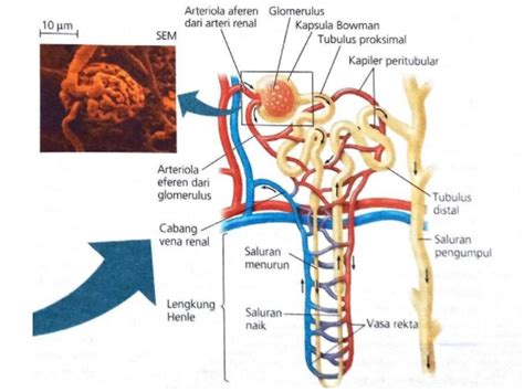 detail gambar nefron ginjal koleksi nomer