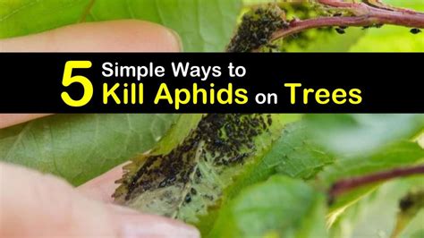 5 Simple Ways To Kill Aphids On Trees