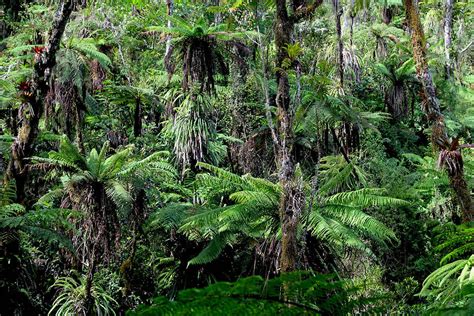 Grande Colline National Park: A Biodiverse Sanctuary in Haiti | LAC Geo