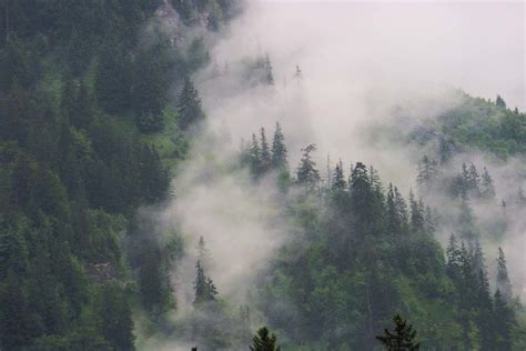 Sancell Haute Savoie Sapins Dans La Brume Matinale Yvon Merlier