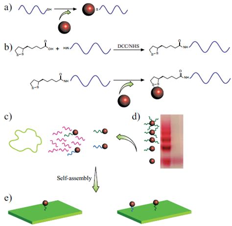 A Novel Conjugation Method To Prepare The AuNP DNA Conjugates And Their