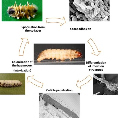 Key Morphological Features Of Entomopathogenic Fungi Interacting With