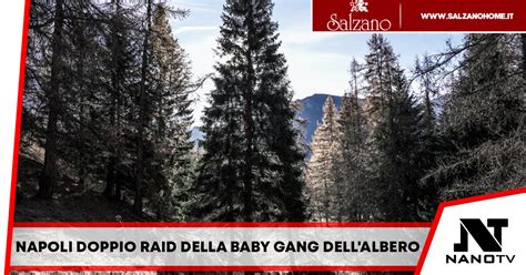 Doppio Raid Della Baby Gang Dell Albero All Augusteo Di Napoli Nano Tv