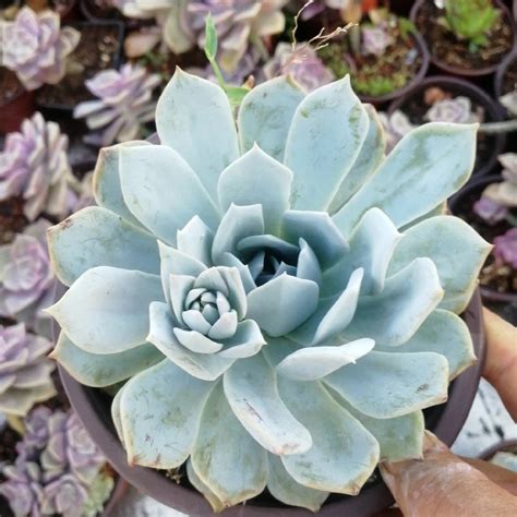 Echeveria blue bird for Sale | My Home Nature