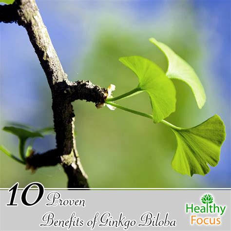 10 Proven Benefits Of Ginkgo Biloba Healthy Focus