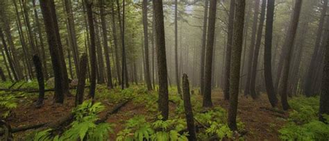 Filming at Daringbadi Hill Station| Filmapia - real sites . reel sites