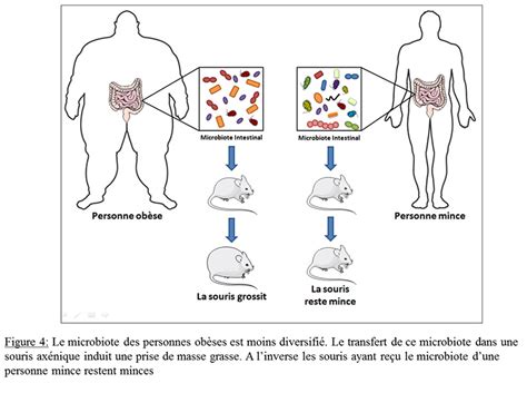 Chapitre 4 Régime et équilibre alimentaire Logobio