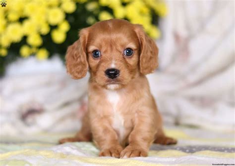 Carl - Dachshund Mix Puppy For Sale in Ohio