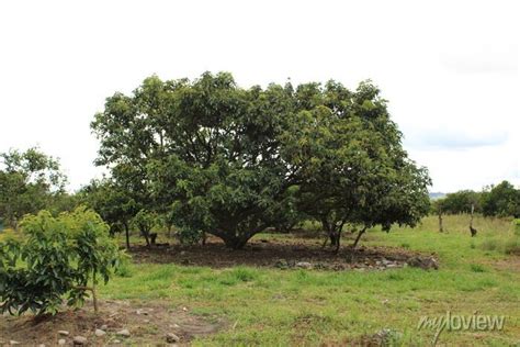 Cultivo Y Cosecha De Aguacates En La Región Orinoquía De Colombia Wall