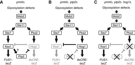 Schematic Diagrams Of Signal Flow In The Kss1 And Hog1 Mapk Pathways In Download Scientific