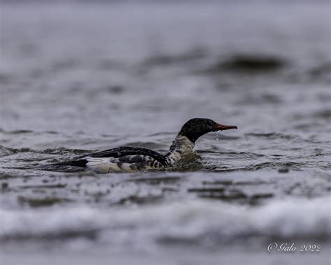 Grand Harle Common Merganser Mergus Merganser Domicile Flickr