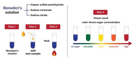 Food Tests GCSE Biology Revision