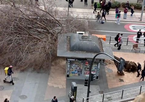 Una fuerte racha de viento arranca en Salamanca de cuajo un árbol del