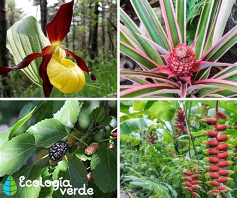 20 plantas en peligro de extinción y sus causas Con fotos