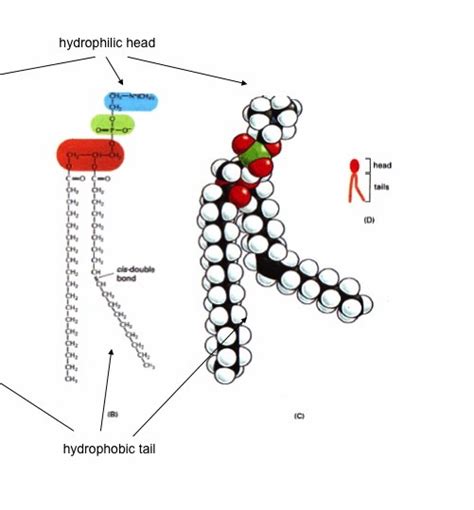 Phospholipid Structure Diagram