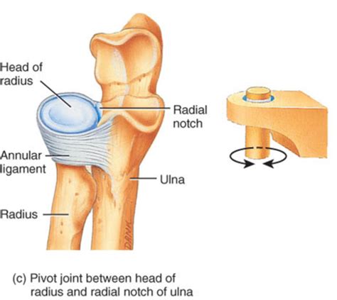 Practical 3 Cubital Fossa And Forearm Flashcards Quizlet