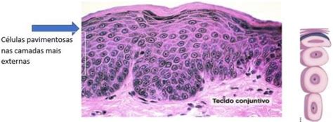 Tecido Epitelial Epit Lio De Revestimento E Glandular Histologia E