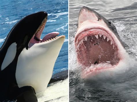 Killer Whale Vs Great White Shark Size