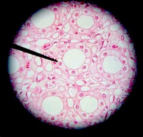 Biol Lab Epithelial Tissues Connective Tissues Flashcards