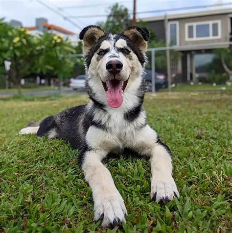 Siberian Husky Mixes: Meet 27 Wonderful Crossbreeds