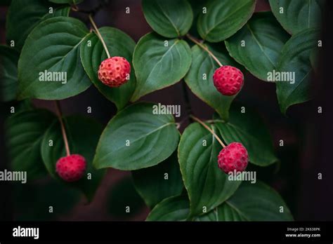 Kousa Kousa Dogwood Chinese Korean Japanese Dogwood Close Up Of