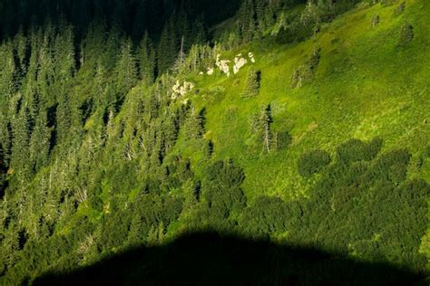 Premium Photo | Carpathian mountains landscape