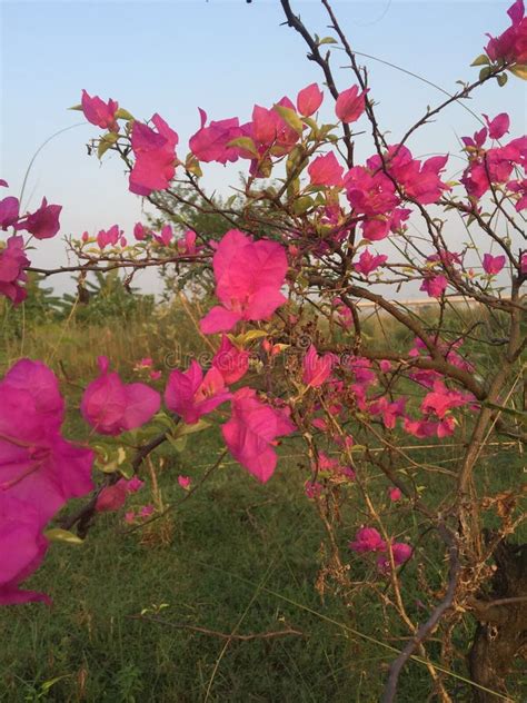 Pink Beautiful Bougainvillea Glabra Bagan Bilash Stock Image