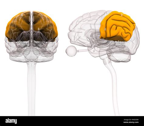 Brain Anatomy Hi Res Stock Photography And Images Alamy