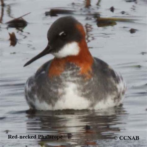 Phalaropes Birds Of Cuba Cuban Birds