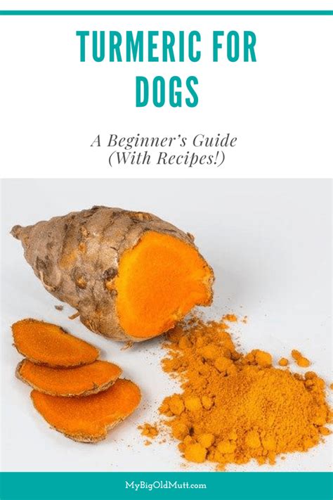 Turmeric for Dogs: A Beginner’s Guide (With Recipes!) - My Big Old Mutt