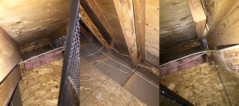 Mouse Droppings Insulation