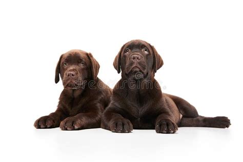 Retrato De Dos Perros Lindos Labrador Cachorro Tendido Tranquilamente