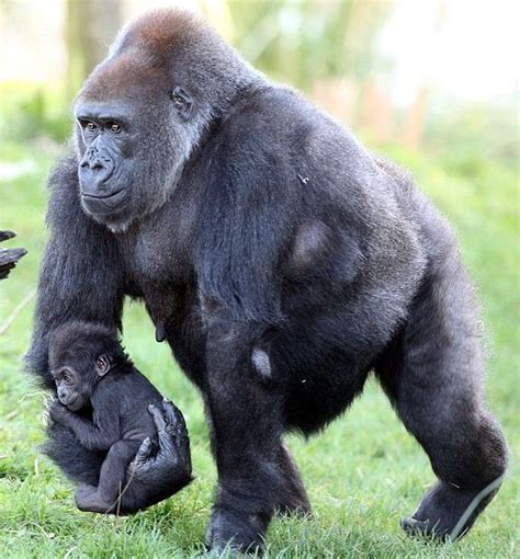 Gorilla Cute Animals Baby Gorillas Funny Animals