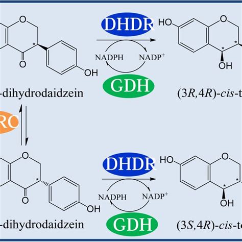 The Constructed Recombinant Cell For The Bioconversion Of Daidzein To