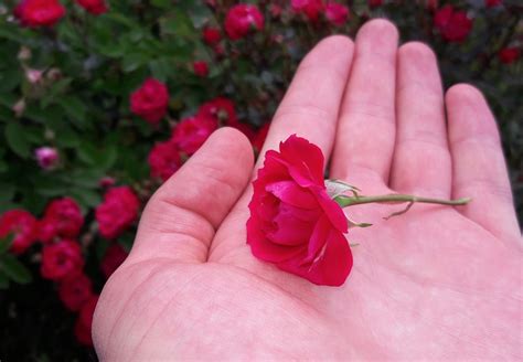 Dicas Para Plantar E Cuidar De Mini Rosas Ciclovivo