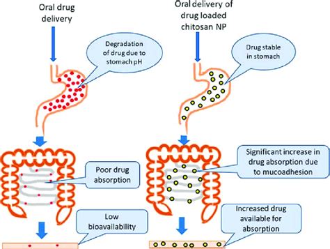 5 The Efficacy Of Drug Loaded In Chitosan Nanoparticles Oral Delivery