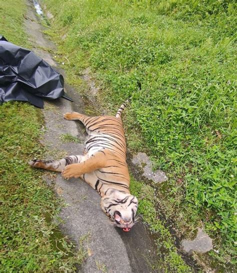 Lagi Harimau Belang Mati Dilanggar Kenderaan