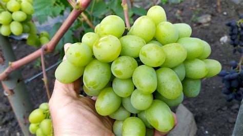 Мускат Летний Виноград Фото – Telegraph