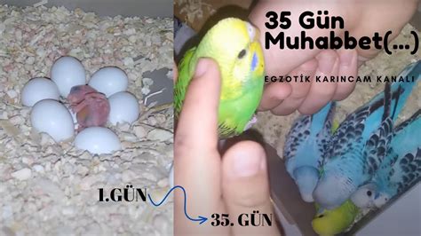 35 Günlük muhabbet kuşu gelişimi Yavru muhabbet kuşu 35 günlük