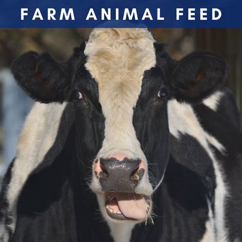 Farm Animal Feed — Donate Today!